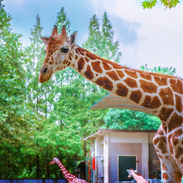 pexels-haugenzhays-1435496