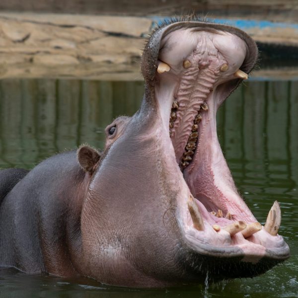 pexels-javier-escobar-3402047-7456841