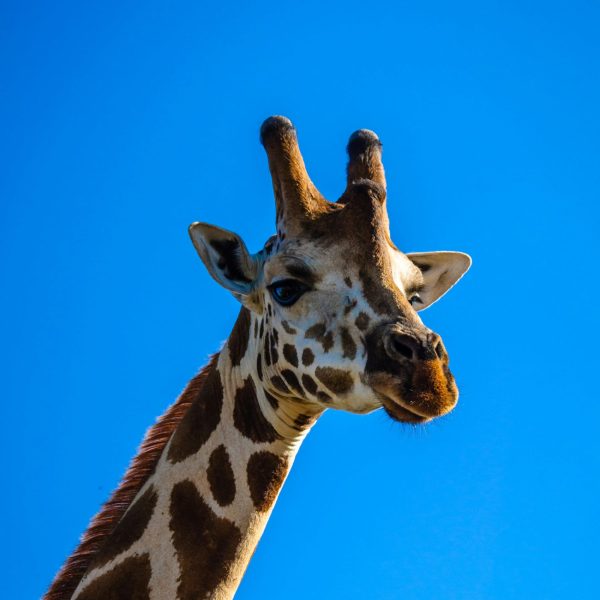 pexels-kalz-michael-1277172-2541407